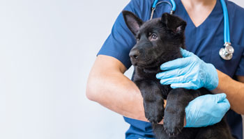 SEO for Veterinarians